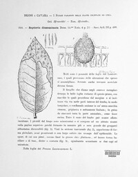 Septoria disseminata image